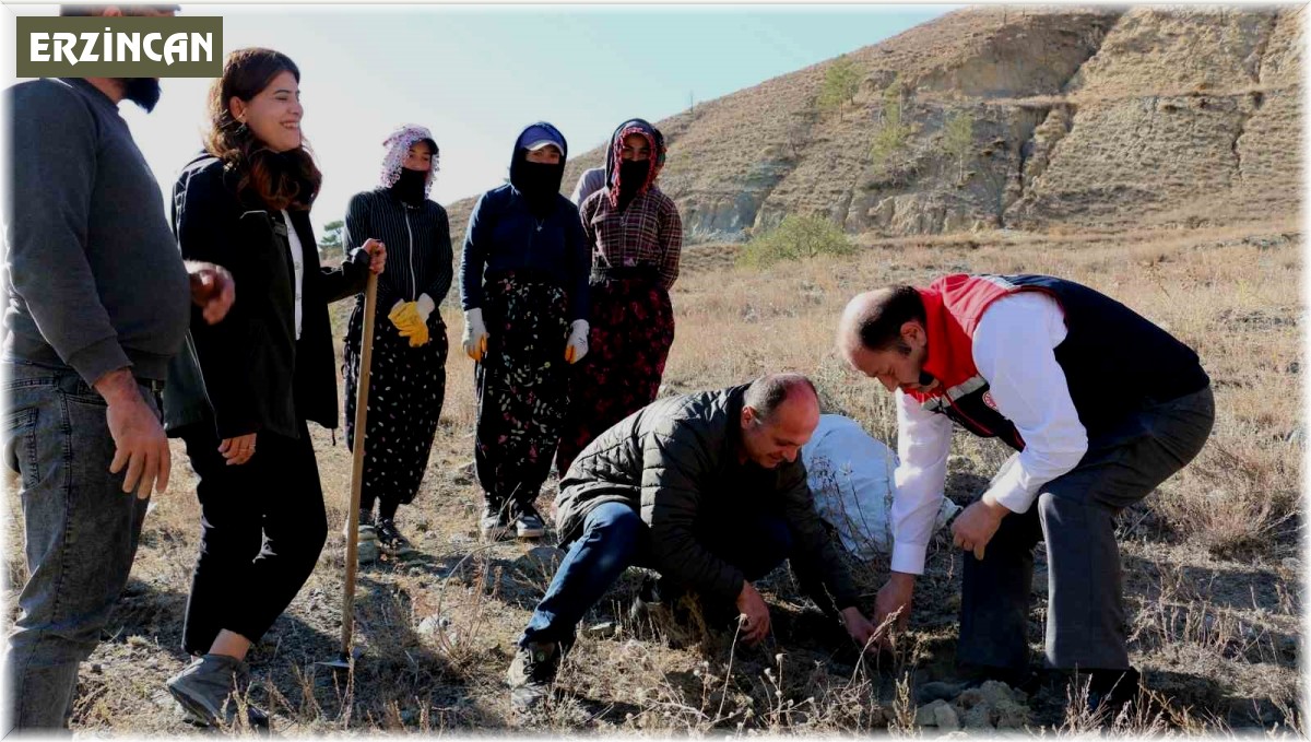 Erzincan'da Tuz Çalısı Ormanı kuruldu