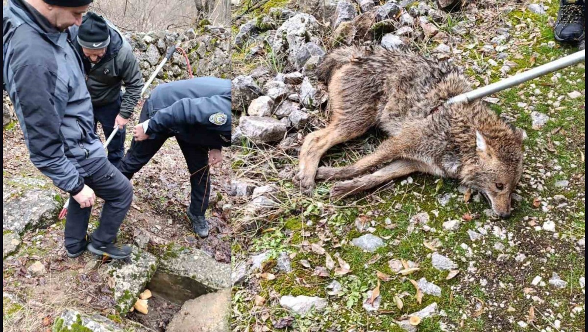 Erzincan'da yaralı kurt kurtarıldı