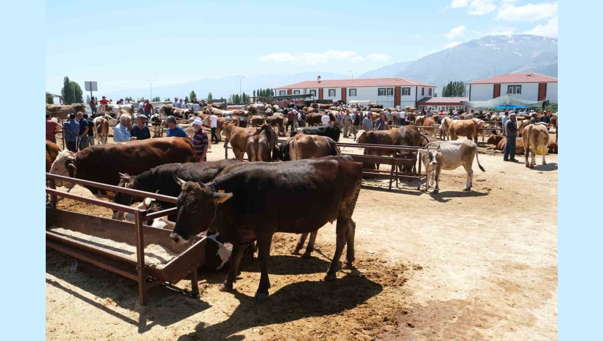 Erzincan'daki hayvan pazarında şap karantinası