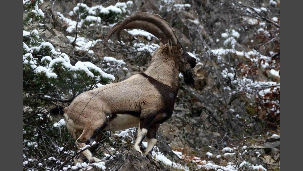 Erzincan'ın yüksek kesimlerinde yaban keçileri görüntülendi