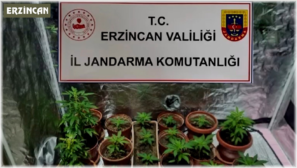 Evinde Hint keneviri yetiştiren 1 kişi gözaltına alındı