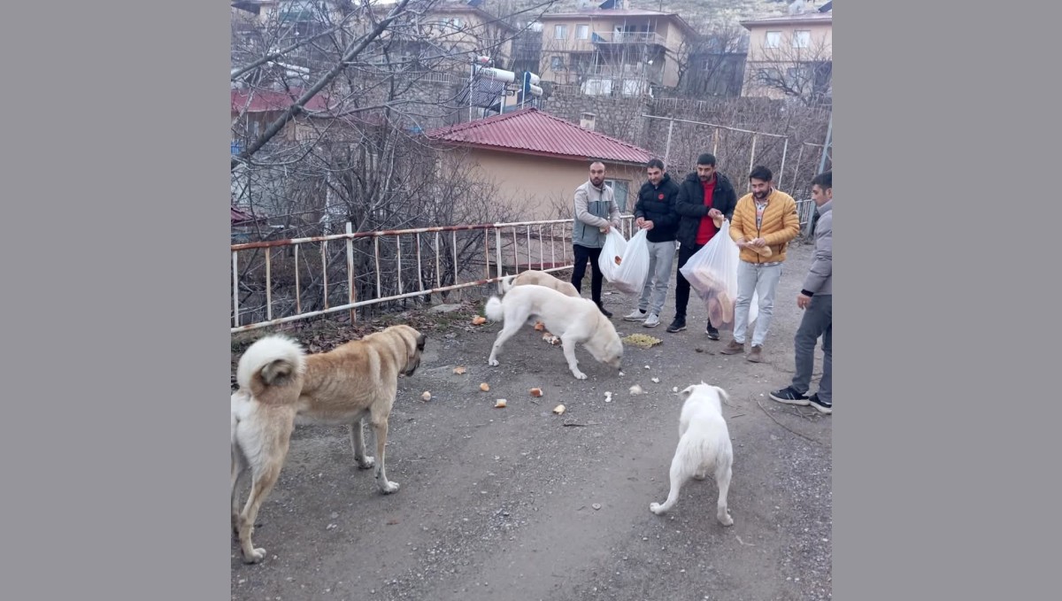 Gençlerden sokak hayvanları için seferberlik