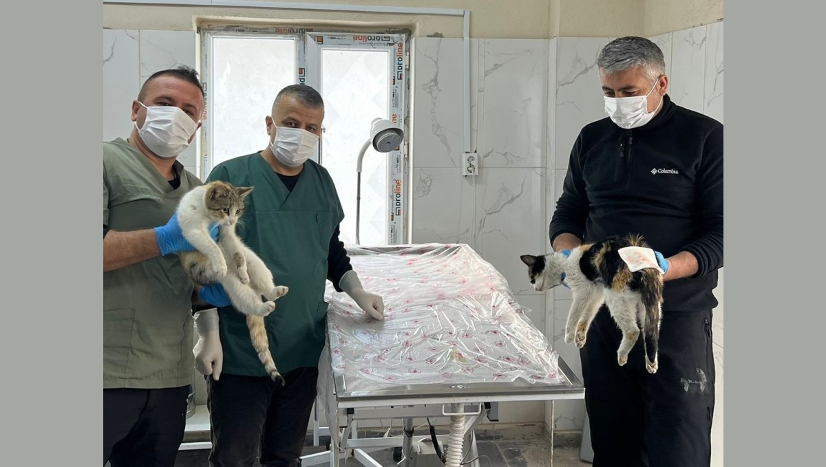 Hakkari'de donma tehlikesi geçiren kediler kurtarıldı