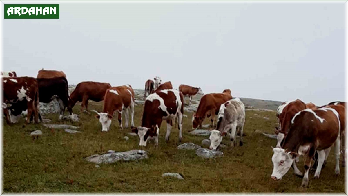 Hayvan hırsızları, jandarmanın takibiyle yakalandı