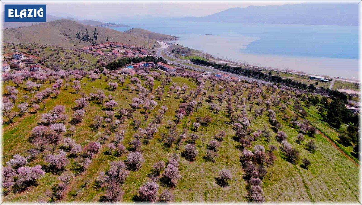 Hazar Gölü kıyısında badem ağaçları çiçek açtı, eşsiz manzara havadan görüntülendi