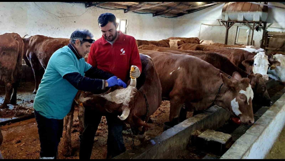 İliç'te şap ve brucella hastalığına karşı aşılama çalışmaları sürdürülüyor