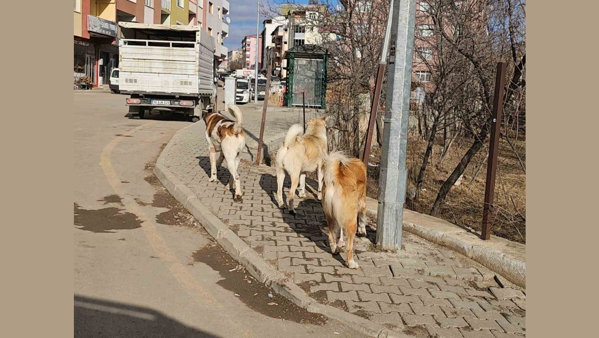 İspir'de başıboş köpekler tehdit oluşturuyor