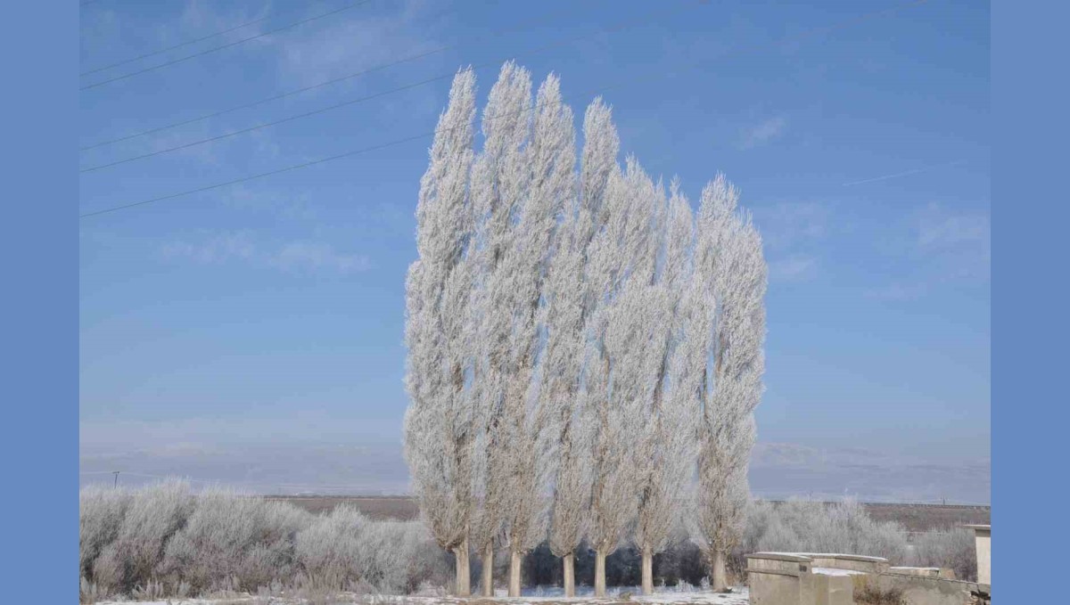 Kars dondu, ağaçlar kırağı tuttu