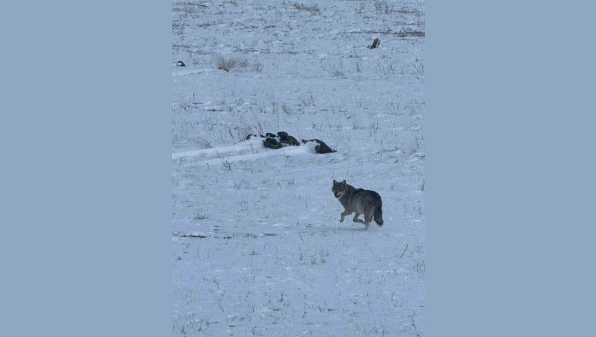 Kars'ta aç kalan kurt, köye indi