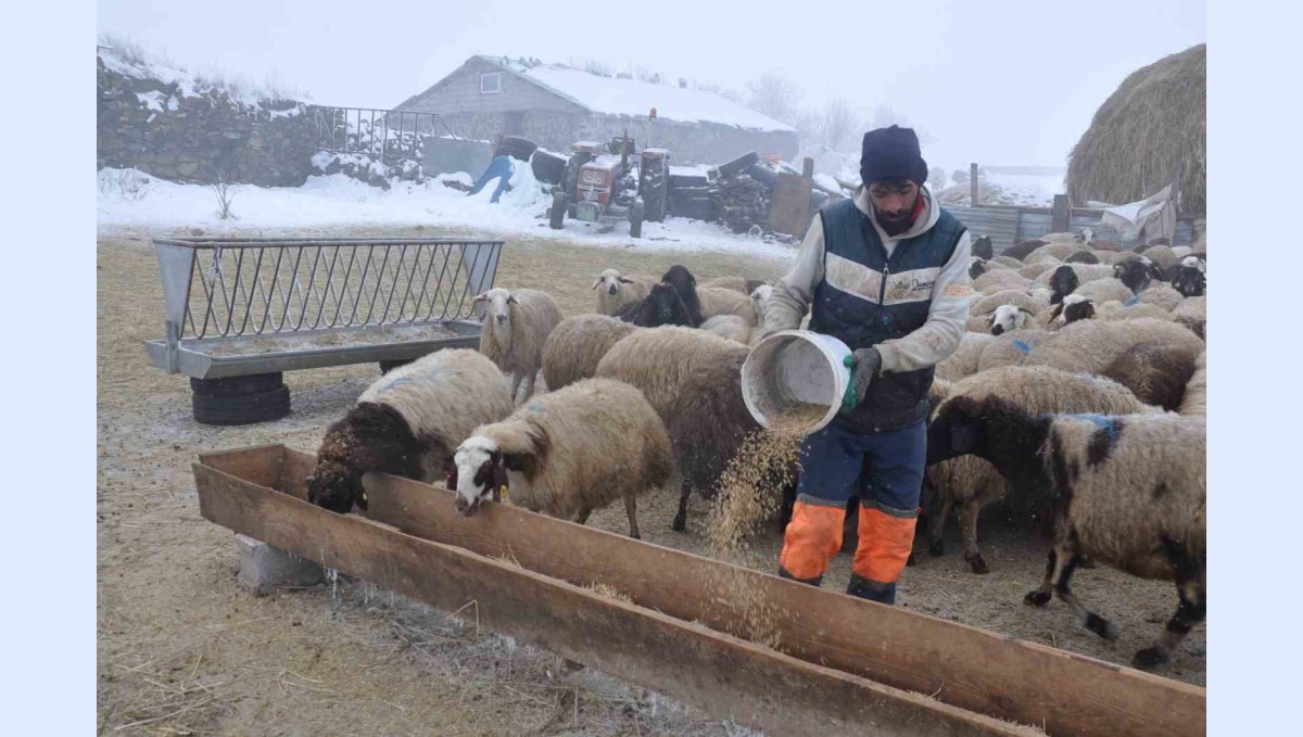 Kars'ta küçükbaş hayvancılık yapanlar çoban bulmakta zorluk çekiyor