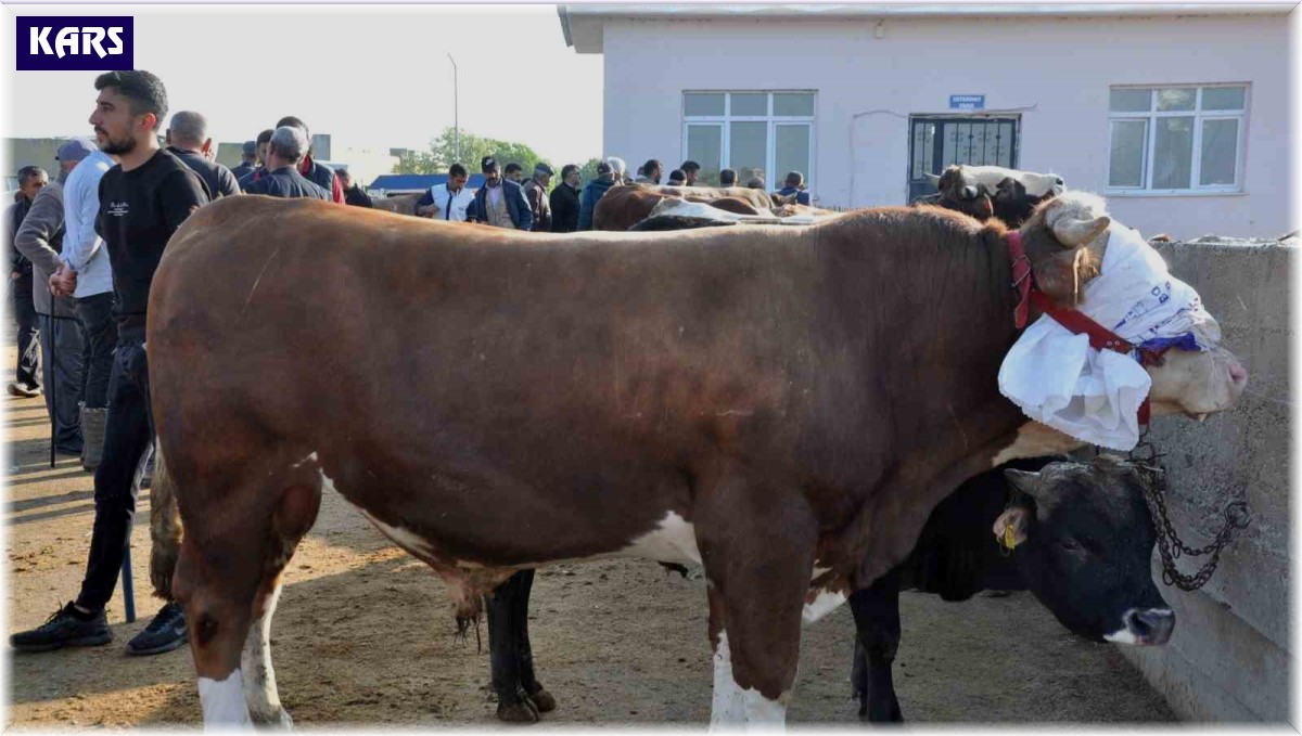 Kars'ta kurban satışları başladı