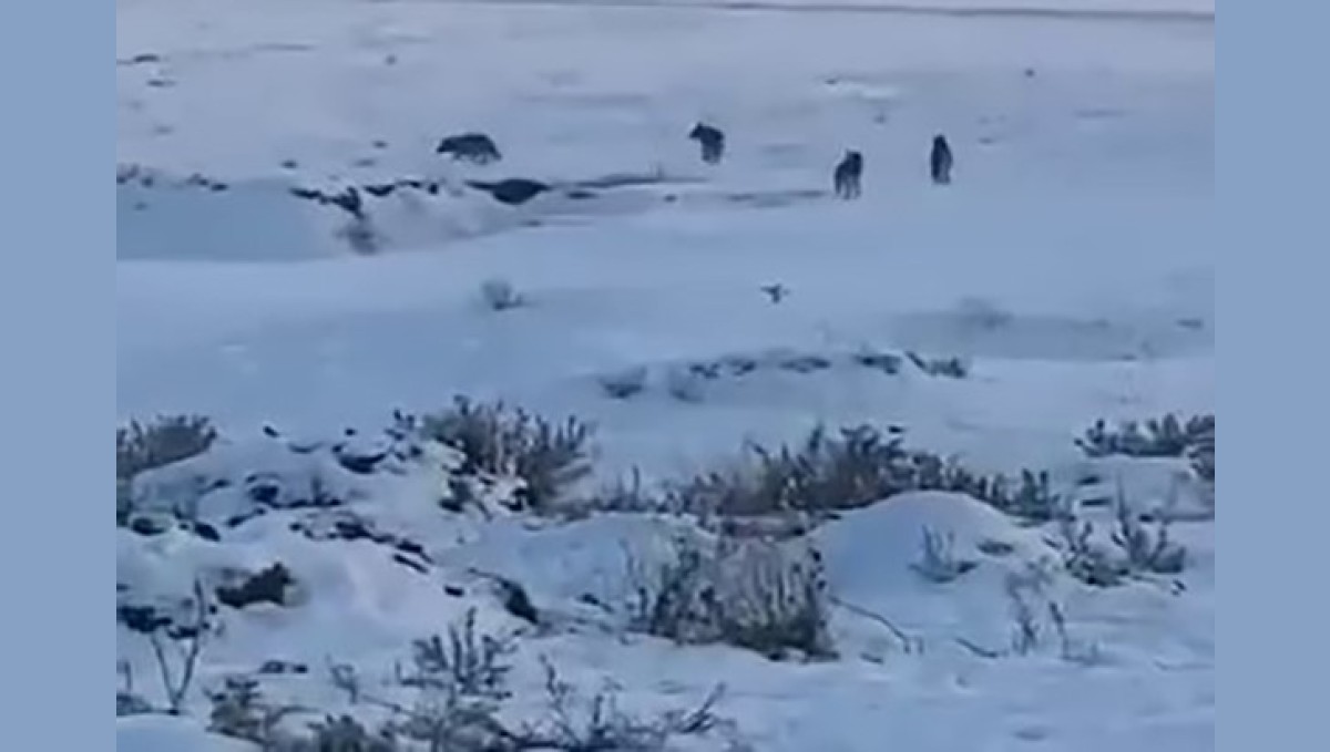 Kars'ta kurt sürüsü böyle görüntülendi