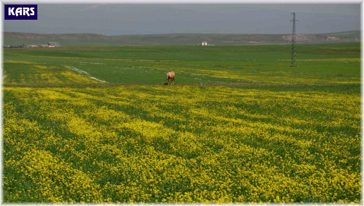 Kars'ta renk cümbüşü yaşanıyor