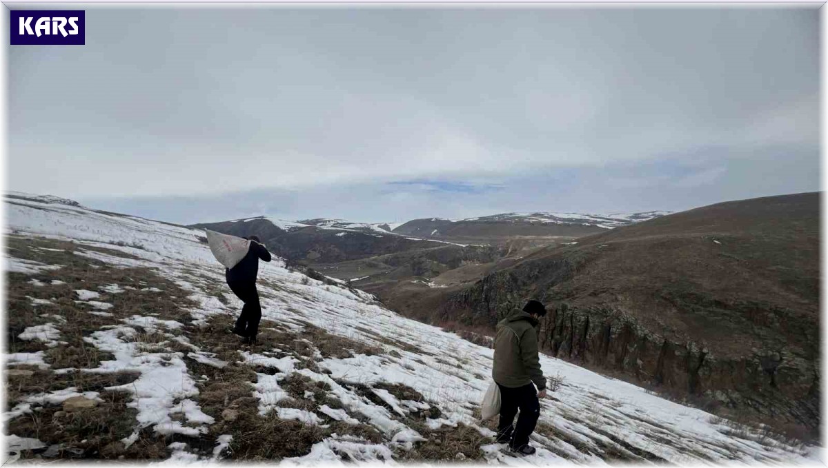 Kars'ta yaban hayvanları için doğaya yem bırakıldı