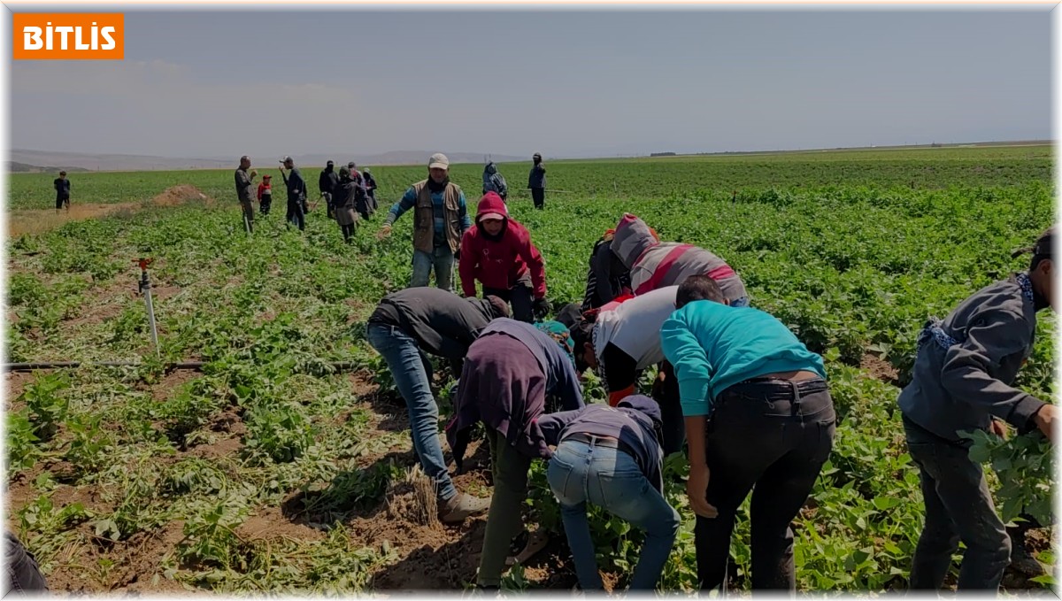 Kavurucu sıcakta ekmek parası için ter döküyorlar