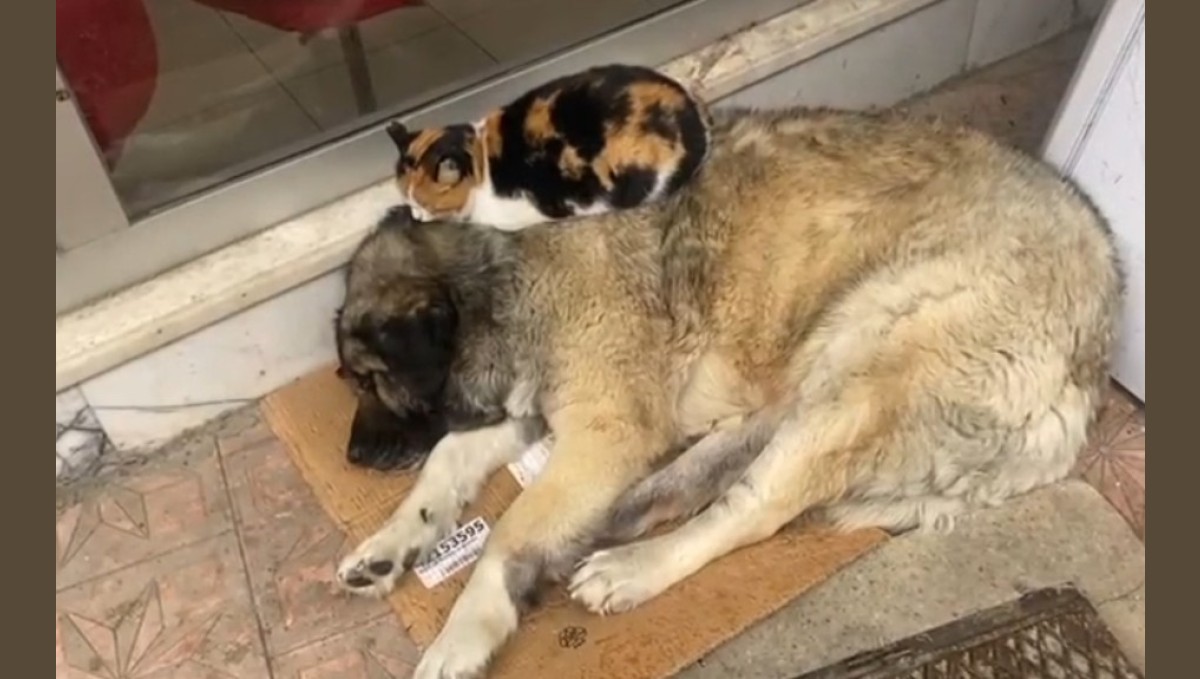 Kedi, soğuktan korunmak için köpeğe sığındı: O anlar yürekleri ısıttı