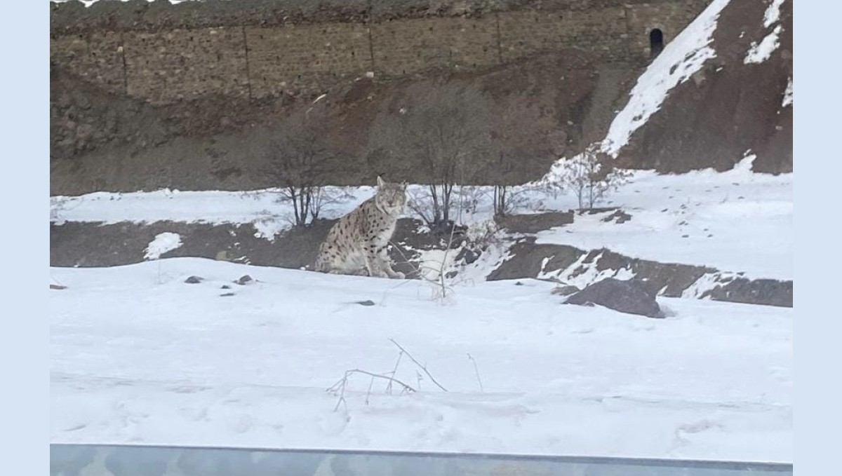 Kırmızı listedeki vaşak Elazığ'da görüldü