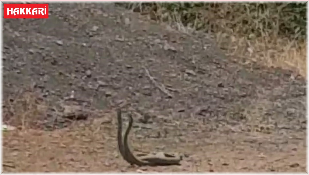 Köyün ortasında dans eden yılanlar kameraya yansıdı