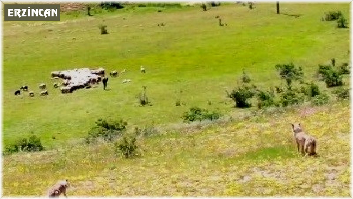 Kurtlar sürüye droneli çoban kurtlara pusu attı