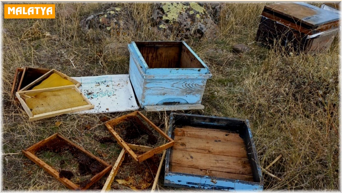 Malatya'da aç kalan ayılar arı kovanlarına saldırdı