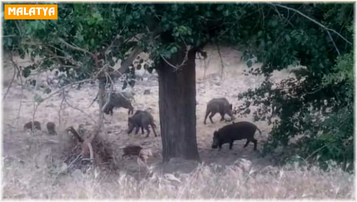 Malatya'da domuz sürüleri görüntülendi