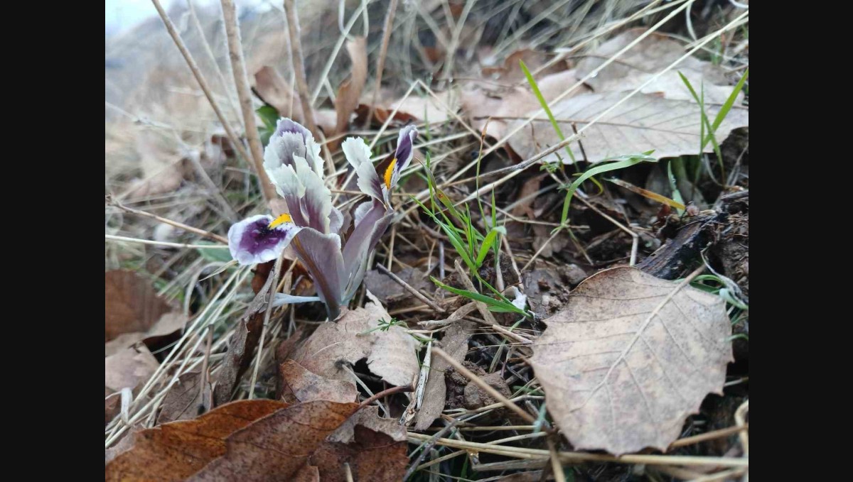 Malatya'da kar yağışı devam ederken Pütürge'de nevruz ve badem ağaçları çiçek açtı