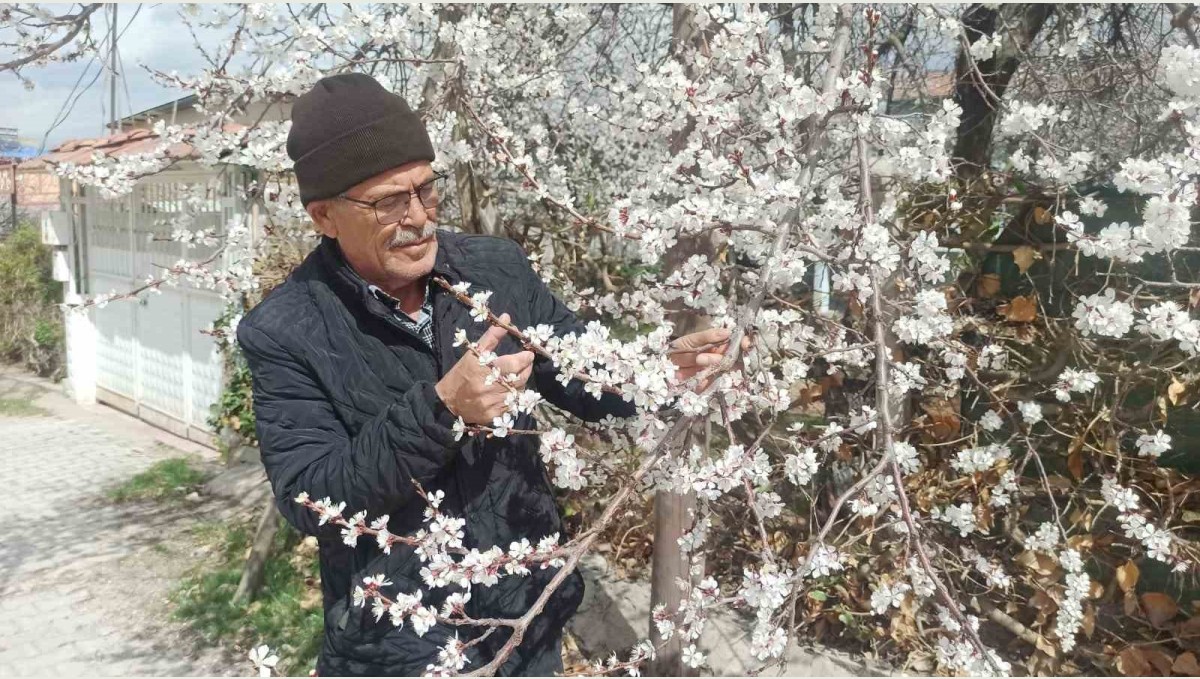 Malatya'da kayısı üreticileri zirai don tehlikesiyle karşı karşıya