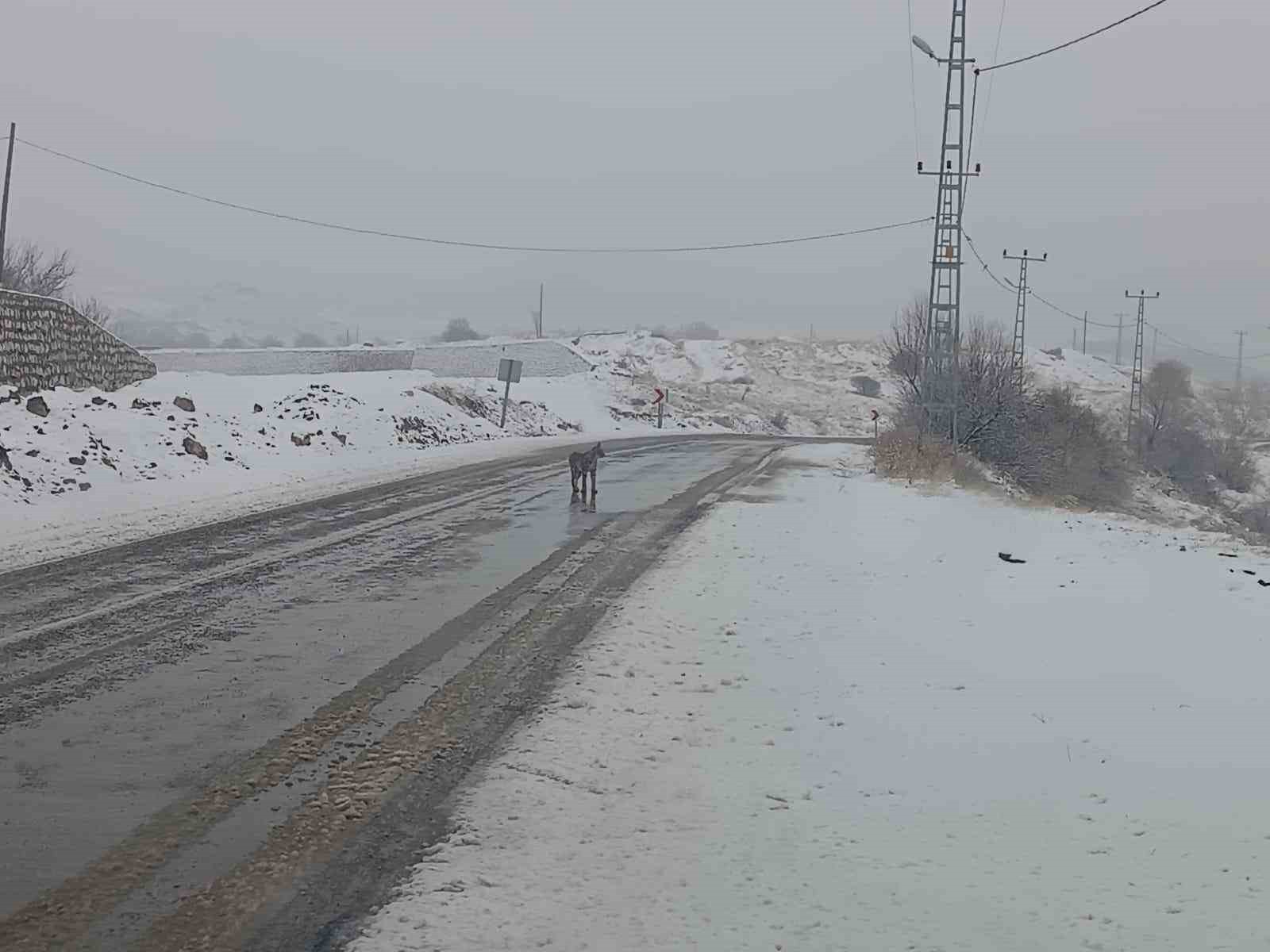 Malatya'da nesli tükenmekte olan vaşak görüldü