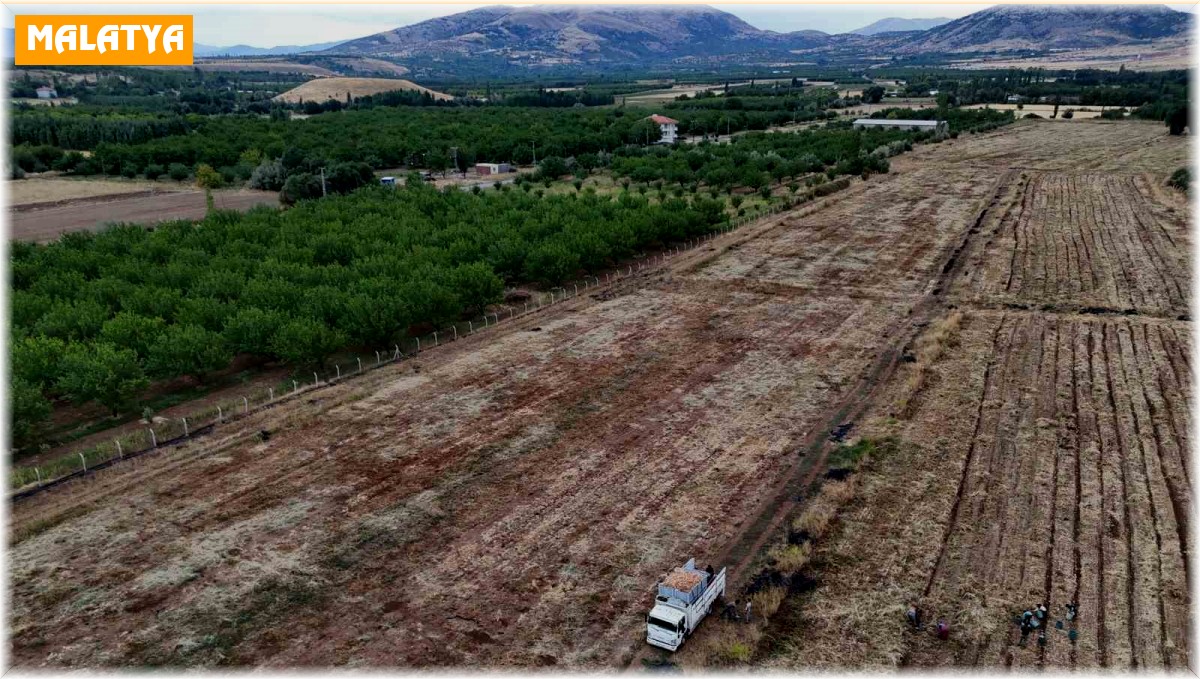 Malatya'da üretilen soğanlar Avrupa'ya ihraç ediliyor