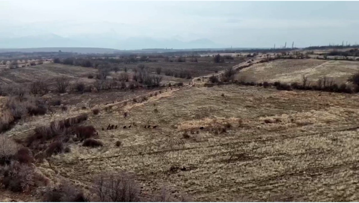 Malatya'da yaban domuzları ekili arazilere zarar verdi