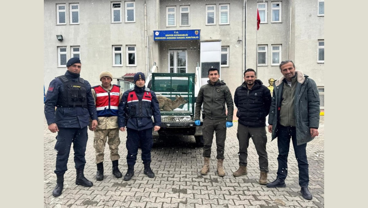 Malatya'da yaralı bulunan dağ keçisi koruma altına alındı