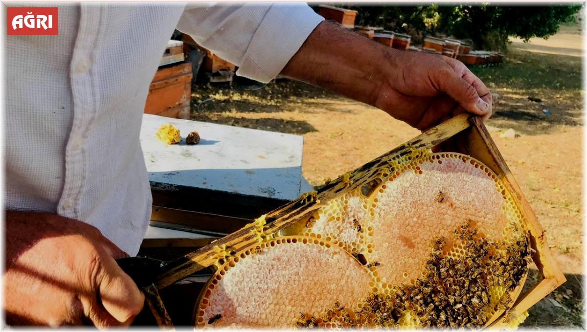 Merakla başladığı arıcılıkta, 70 kovandan binlerce kilo 'Gülbal' üretiyor