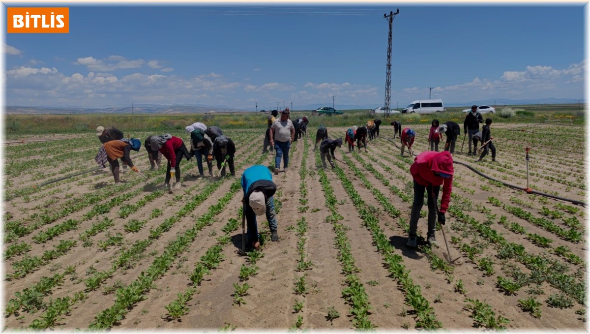 Mevsimlik tarım işçileri ekmek parası için ter döküyor