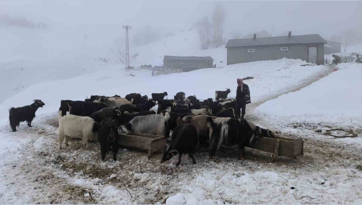 Muş'ta besiciler karla mücadeleye devam ediyor