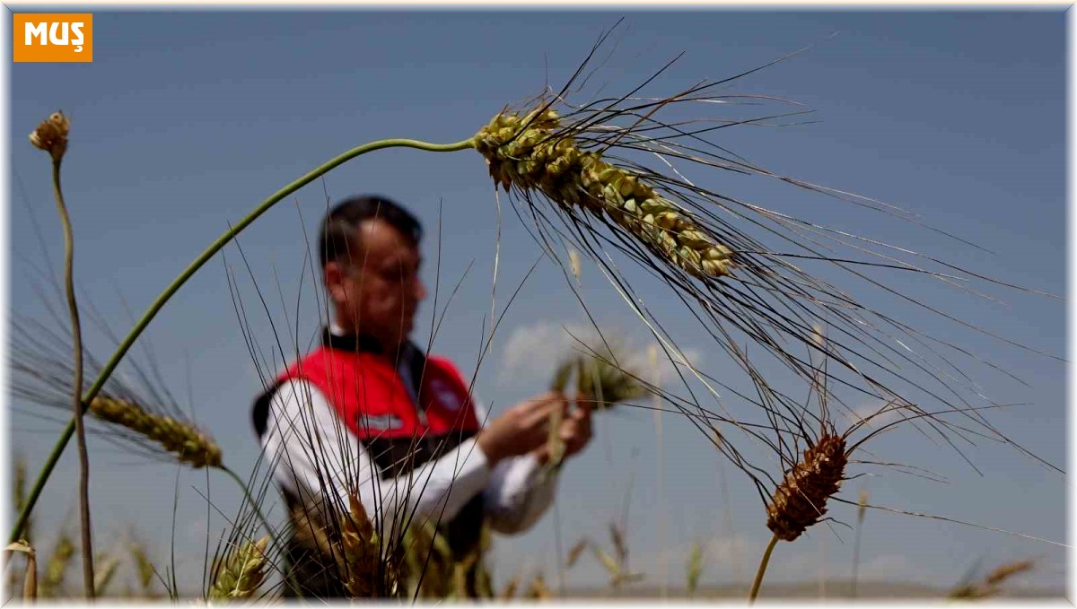 Muş'ta ilk defa ekimi yapılan ata tohumu buğdaydan yüksek verim bekleniyor