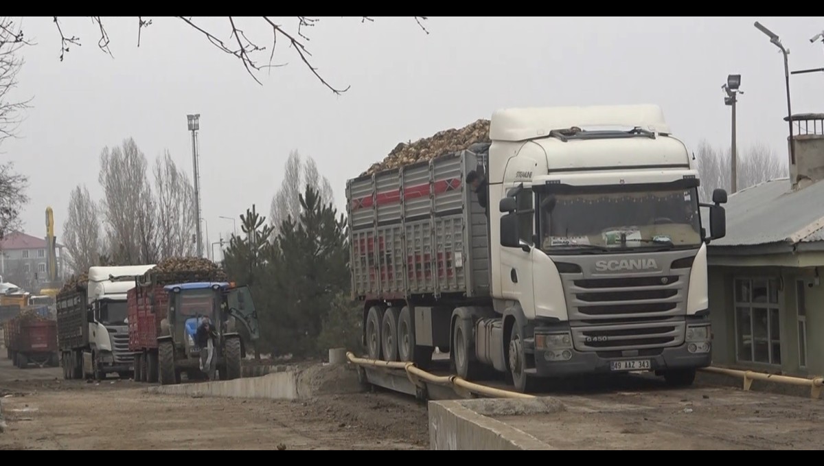 Muş'ta şeker pancarı kampanyasında rekor