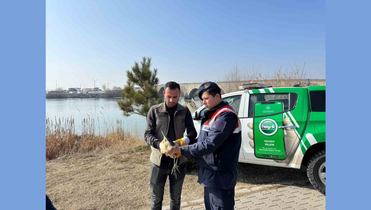 Muş'ta yaralı halde bulunan bayağı balaban kuşu koruma altına alındı