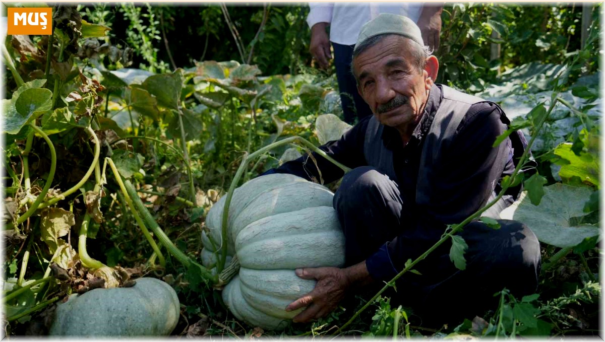 Muşlu çiftçi 50 kiloluk bal kabağı yetiştirdi