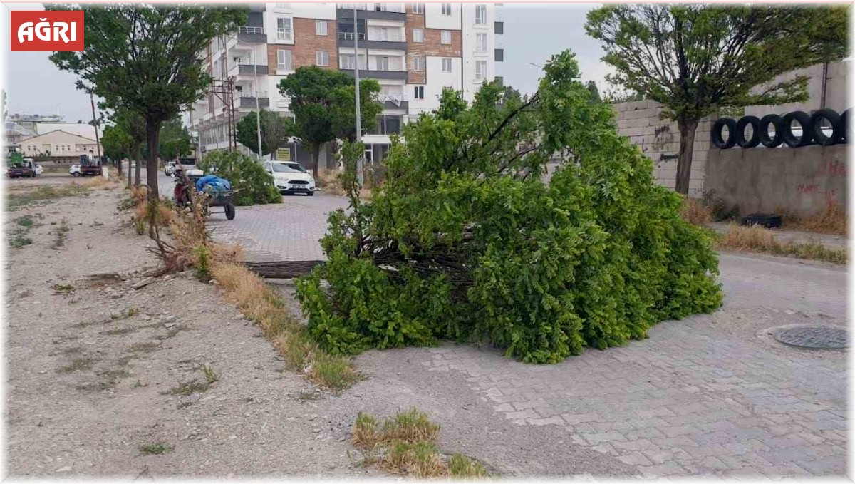 Patnos'ta fırtına direk ve ağaçları devirdi