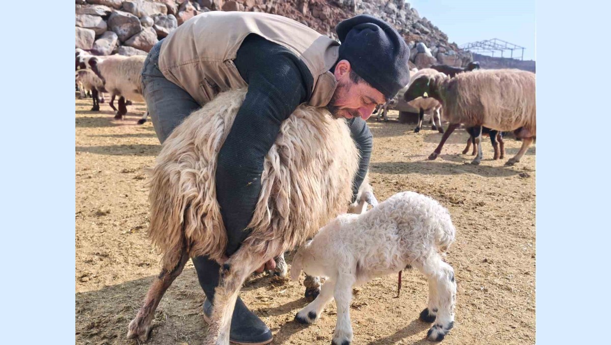 Şap tedirginliği yaşayan üreticiler 24 saat kuzu nöbeti tutuyor