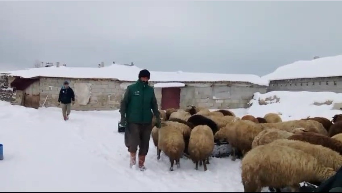 Sibirya soğukları besicileri zorluyor