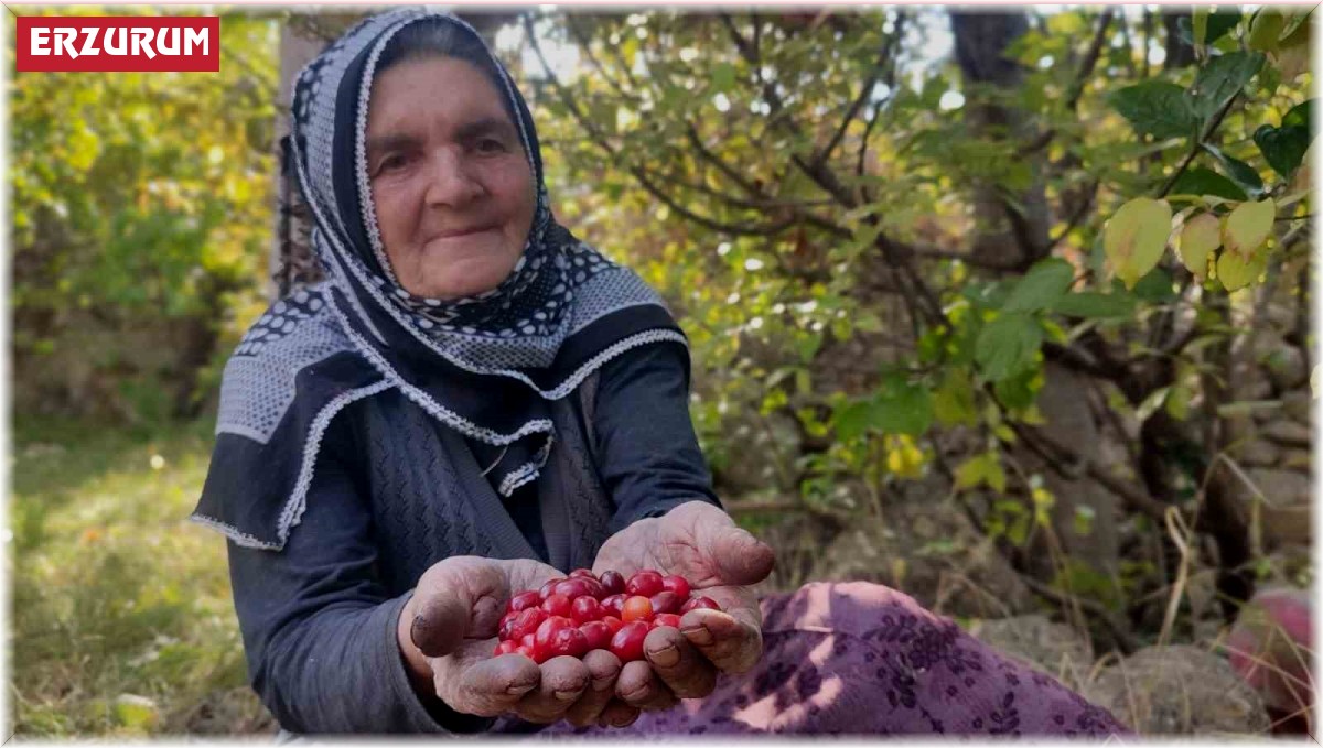 Şifa deposu kızılcıkta hasat vakti