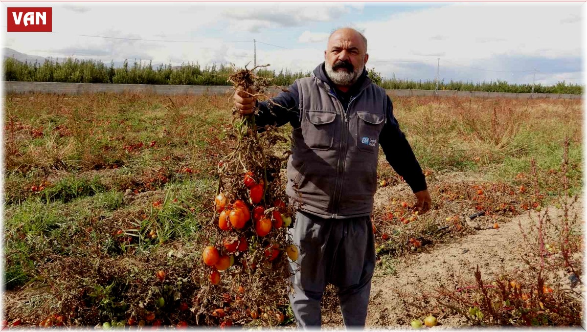 Soğuk hava tarlaları vurdu, tonlarca sebze dondu