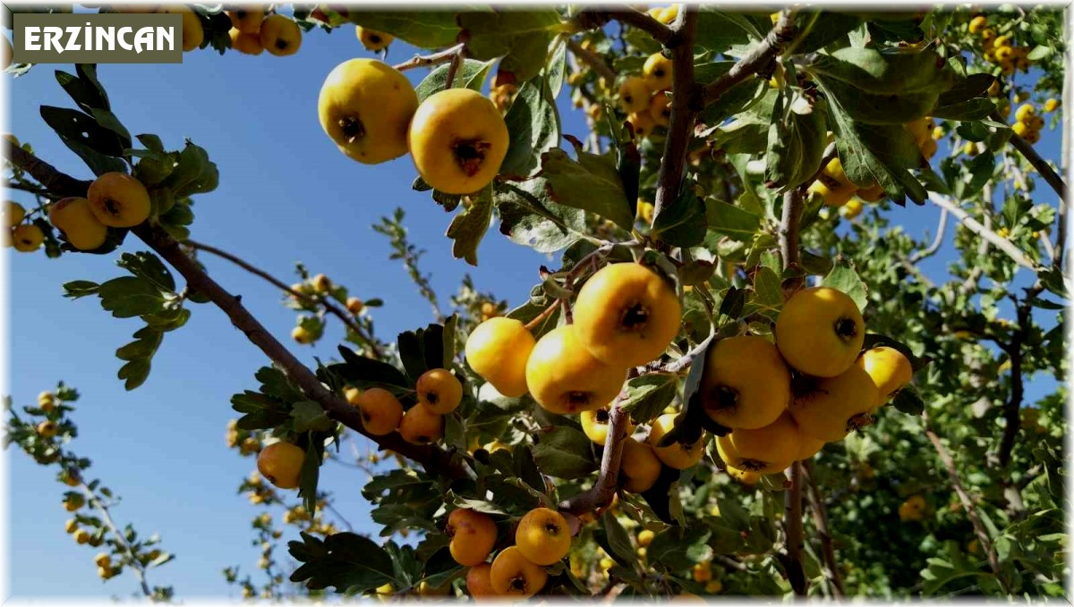 Sonbaharın aromatik meyvesi 'alıç' tezgahtaki yerini aldı