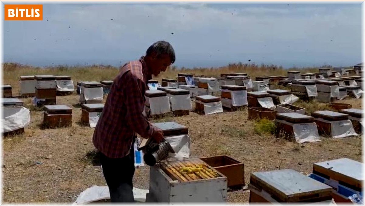 Süphan Dağı eteklerinde bal sağımı