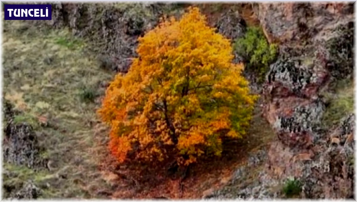 Tunceli'de, koruma altındaki yaban keçileri ile ayı dron kamerasında