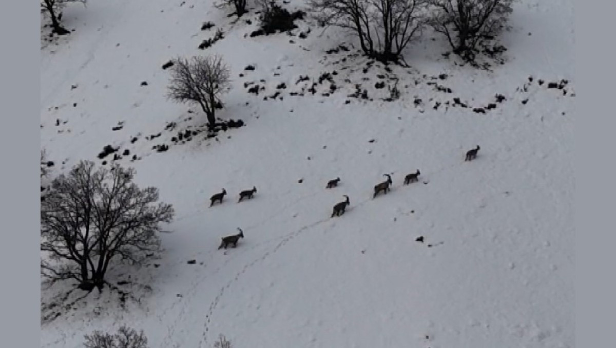 Tunceli'de vadilere inen yaban keçileri görüntülendi