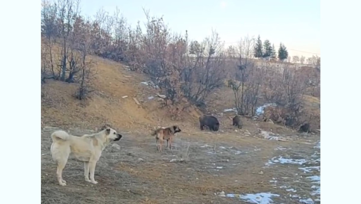 Tunceli'de yaban domuzları mahalleye kadar indi