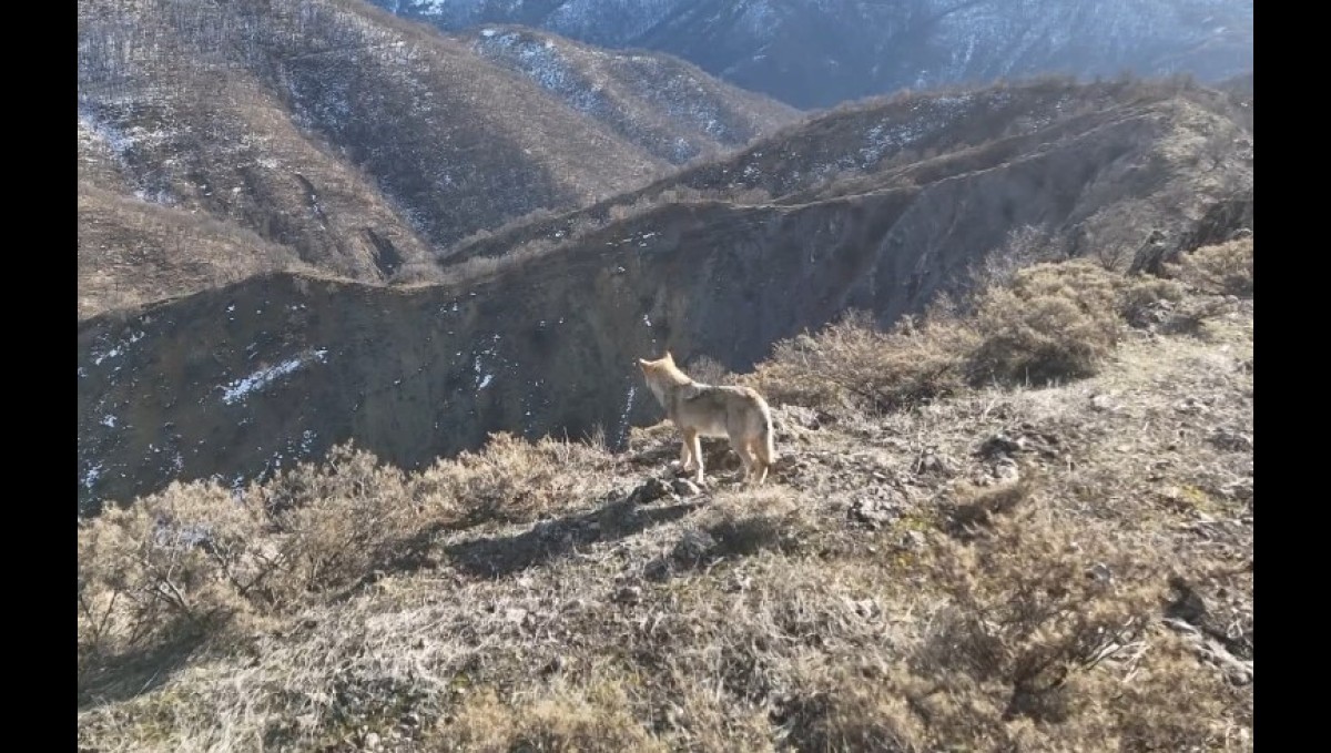 Tunceli Munzur Vadisi'nde yiyecek arayan kurt dron ile görüntülendi