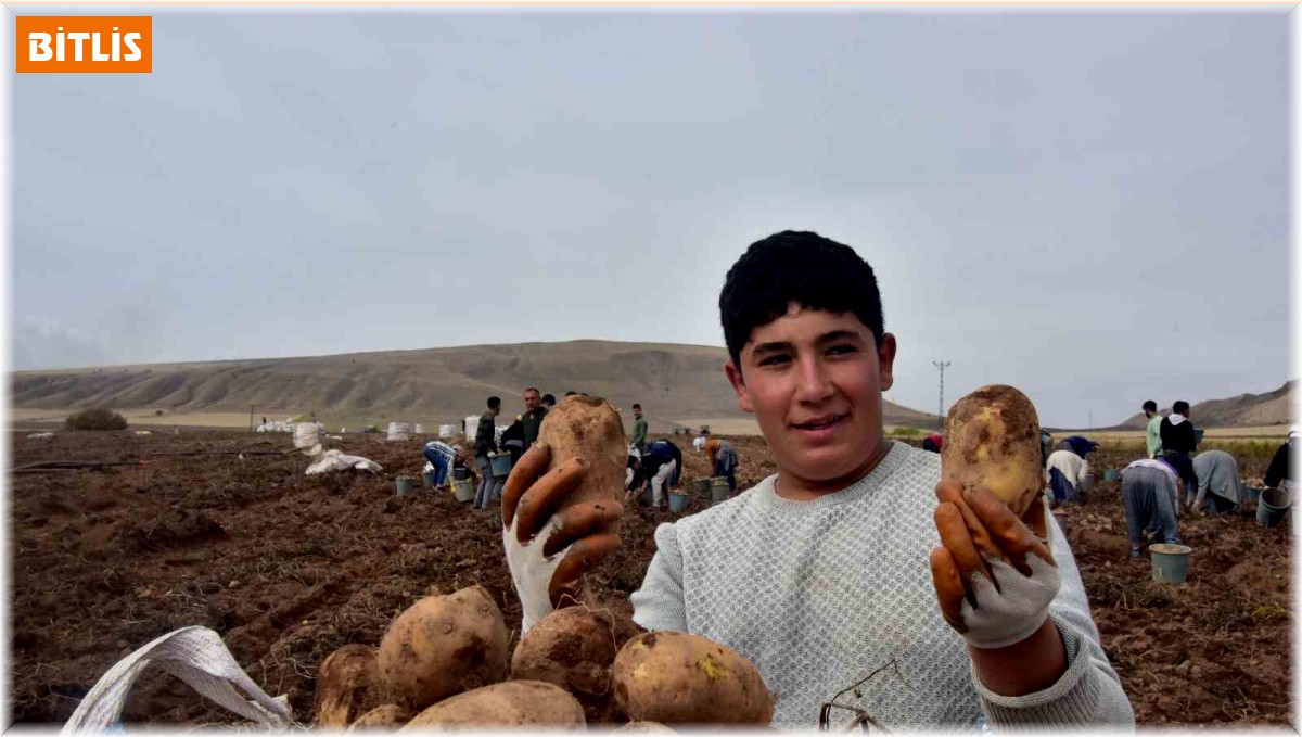 Türkiye'nin patates ambarlarından olan Ahlat'ta hasat başladı